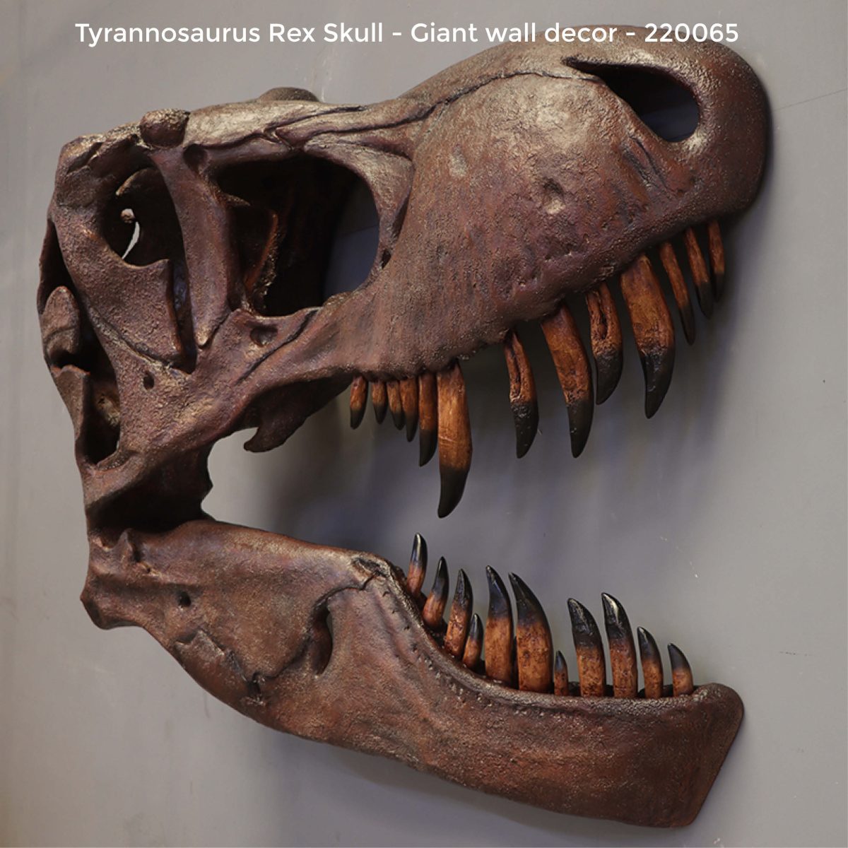 Natureworks Australia Tyrannosaurus Rex skull,- Wall decor
