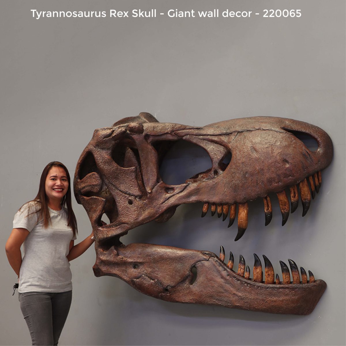 Natureworks Australia Tyrannosaurus Rex skull,- Wall decor
