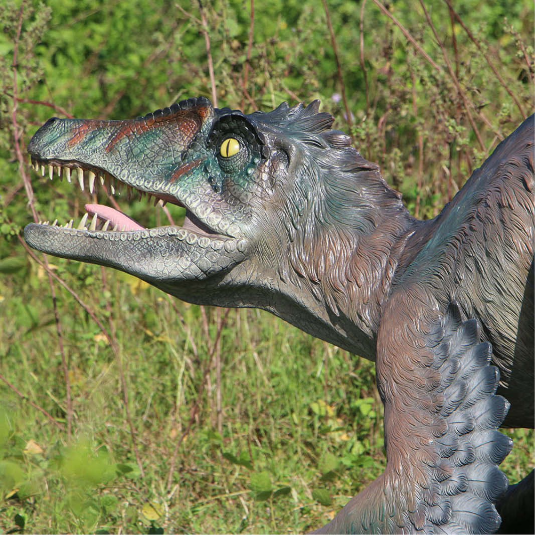 Natureworks Australia Feathered Velociraptor dinosaur - 220079 - shown outside - side view of head looking Left