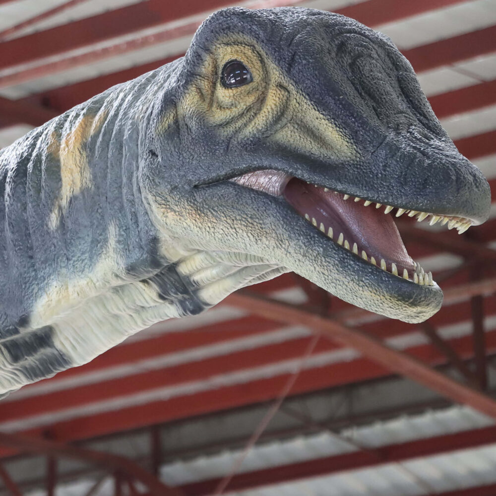 Australotitan-cooperensis-210199-showing head side view-210199-Giant dinosaur