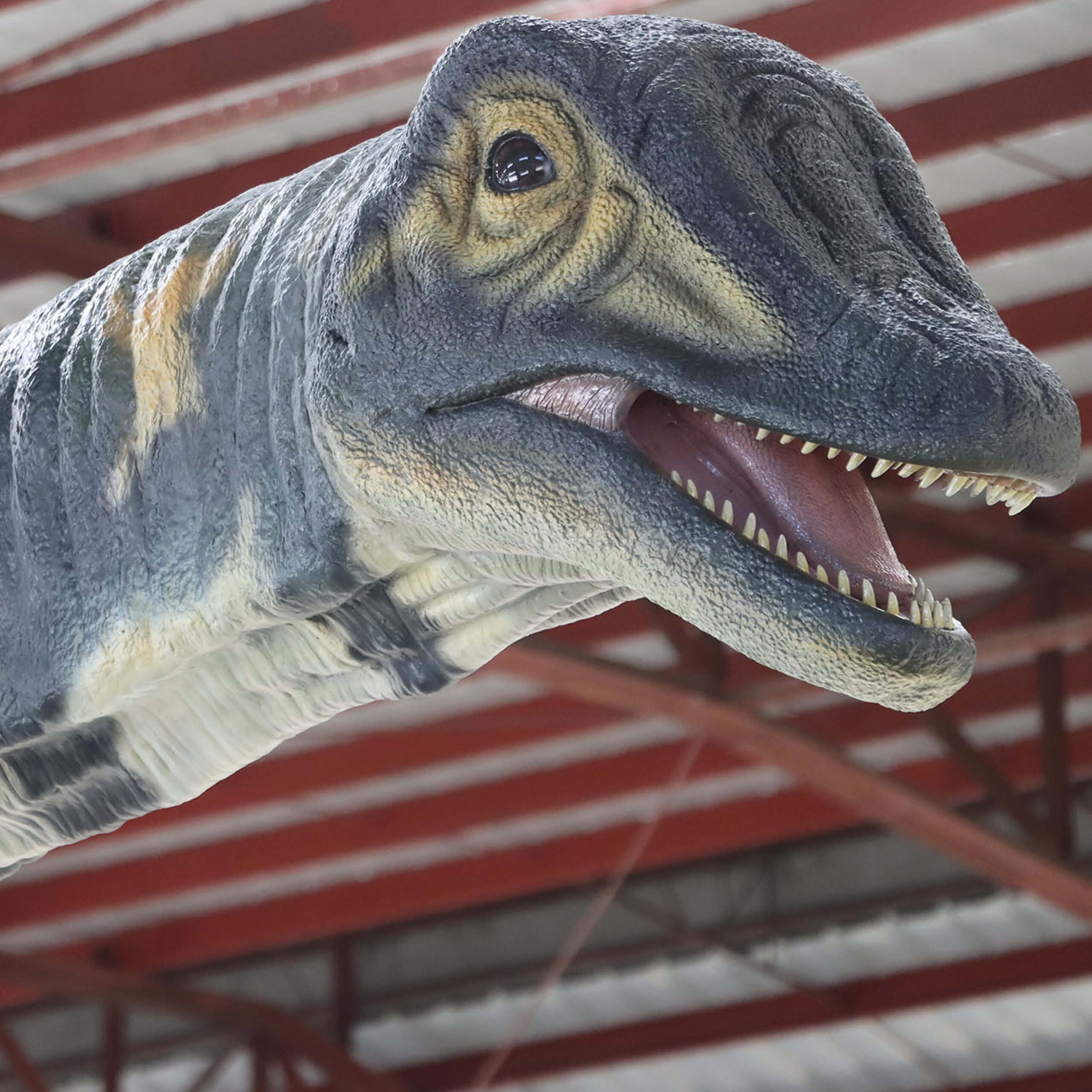 Natureworks Australia Australotitan-cooperensis-210199-showing head side view-210199-Giant dinosaur