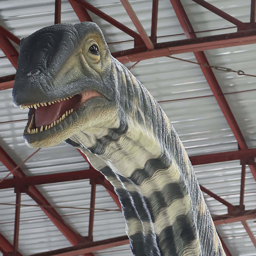 Australotitan-cooperensis-210199-showing head front view-210199-Giant dinosaur