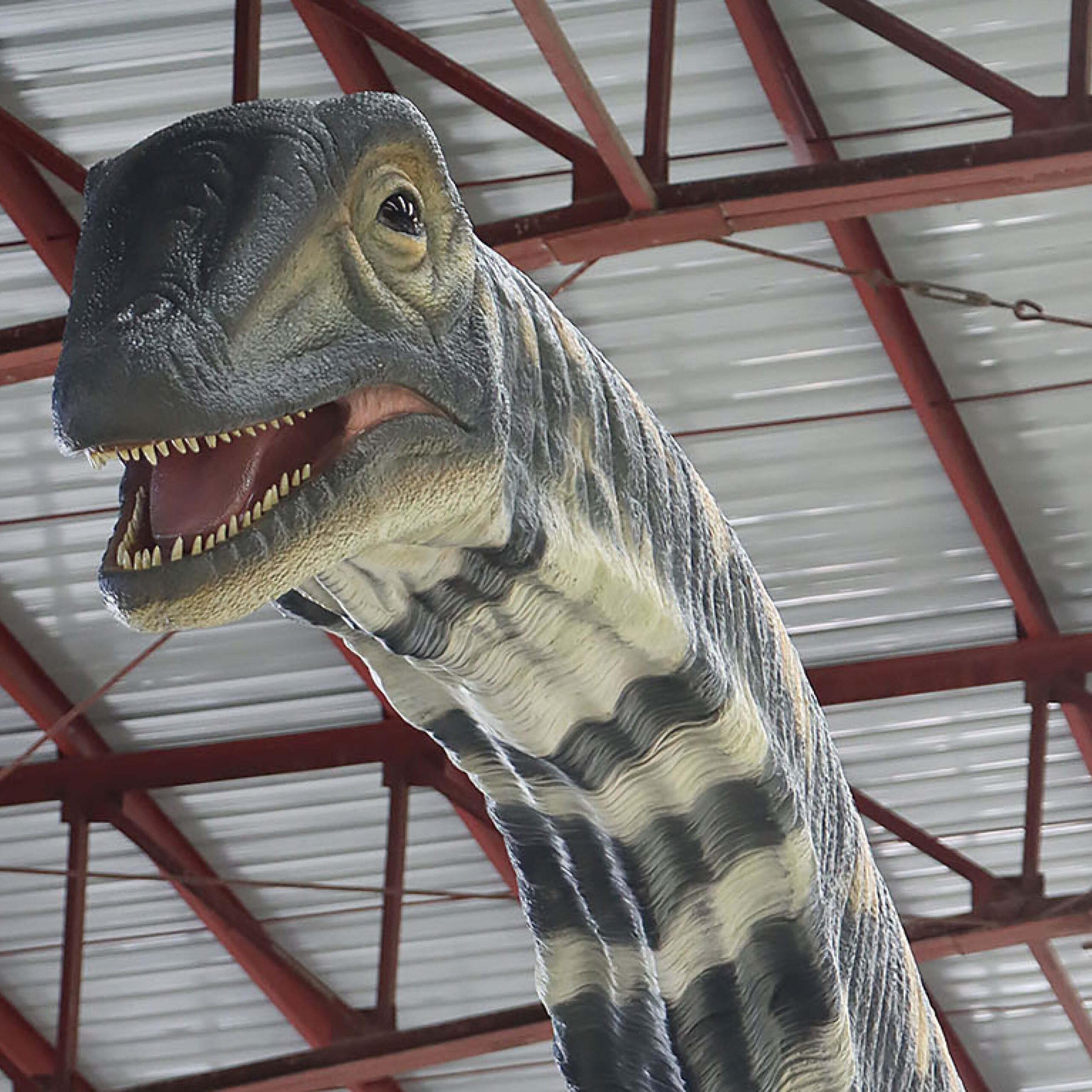 Natureworks Australia Australotitan-cooperensis-210199-showing head front view-210199-Giant dinosaur