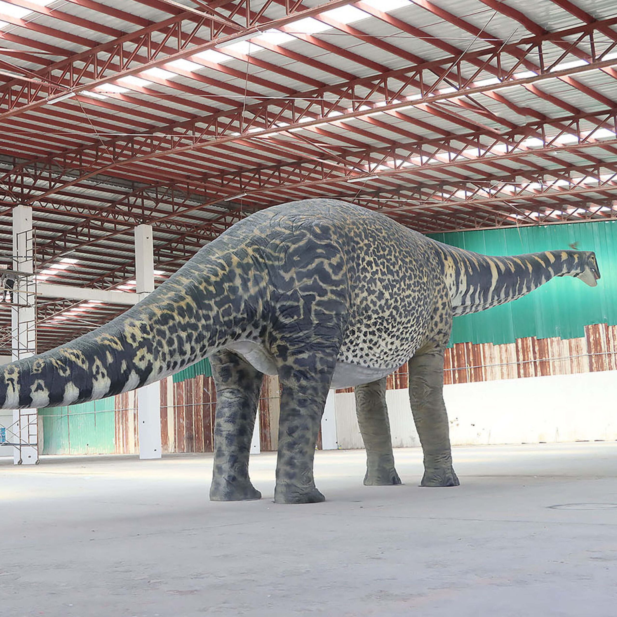 Natureworks Australia Australotitan-cooperensis-210199-showing rear angle view-210199-Giant dinosaur