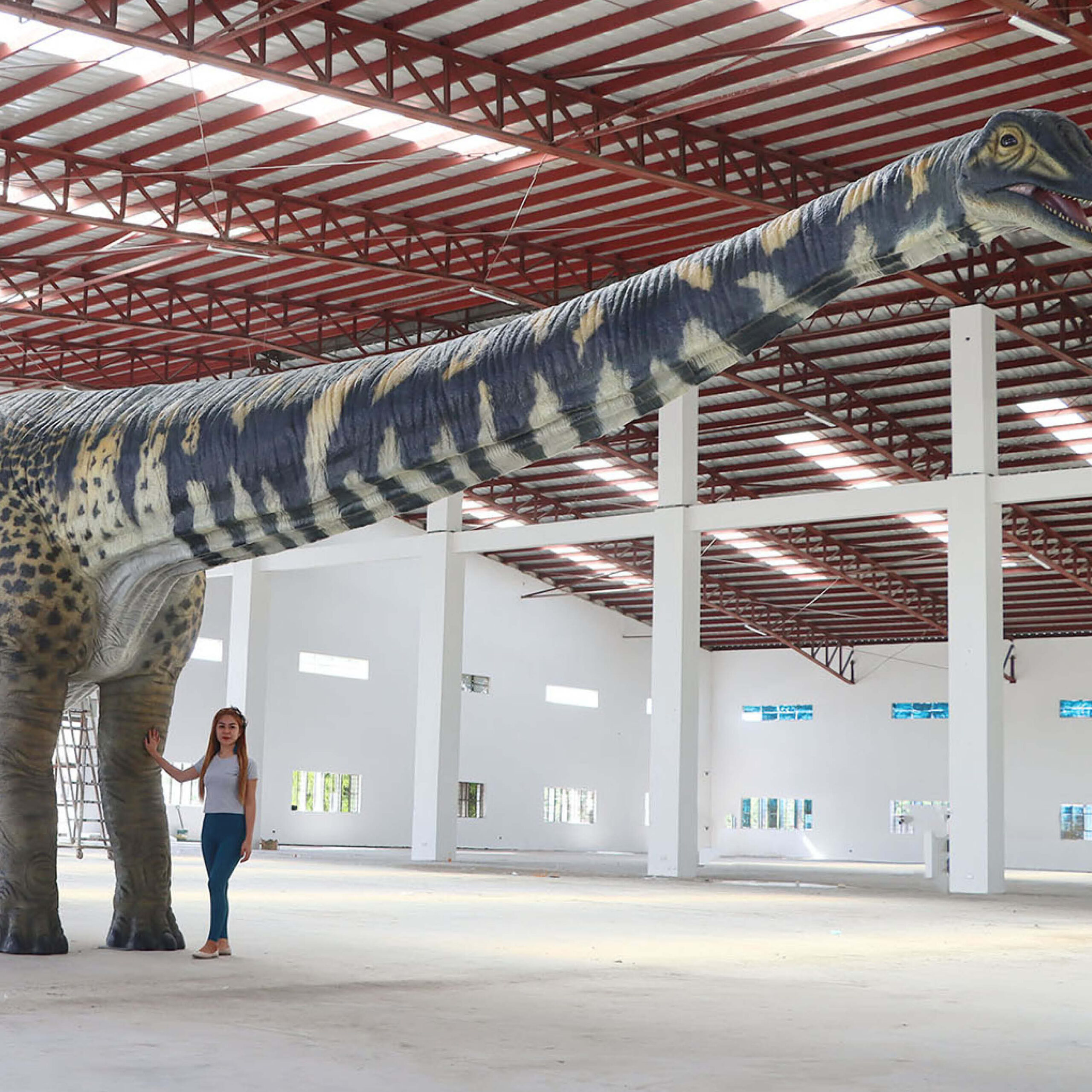 Natureworks Australia Australotitan-cooperensis-210199-shown-with-lady-in-warehouse - 210199- Giant dinosaur