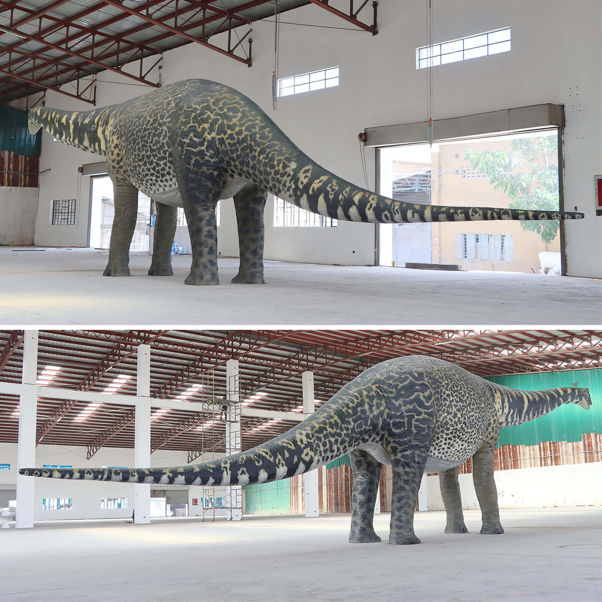 Natureworks Australia Australotitan-cooperensis-210199-showing entire dinosaur rear views-210199-Giant dinosaur