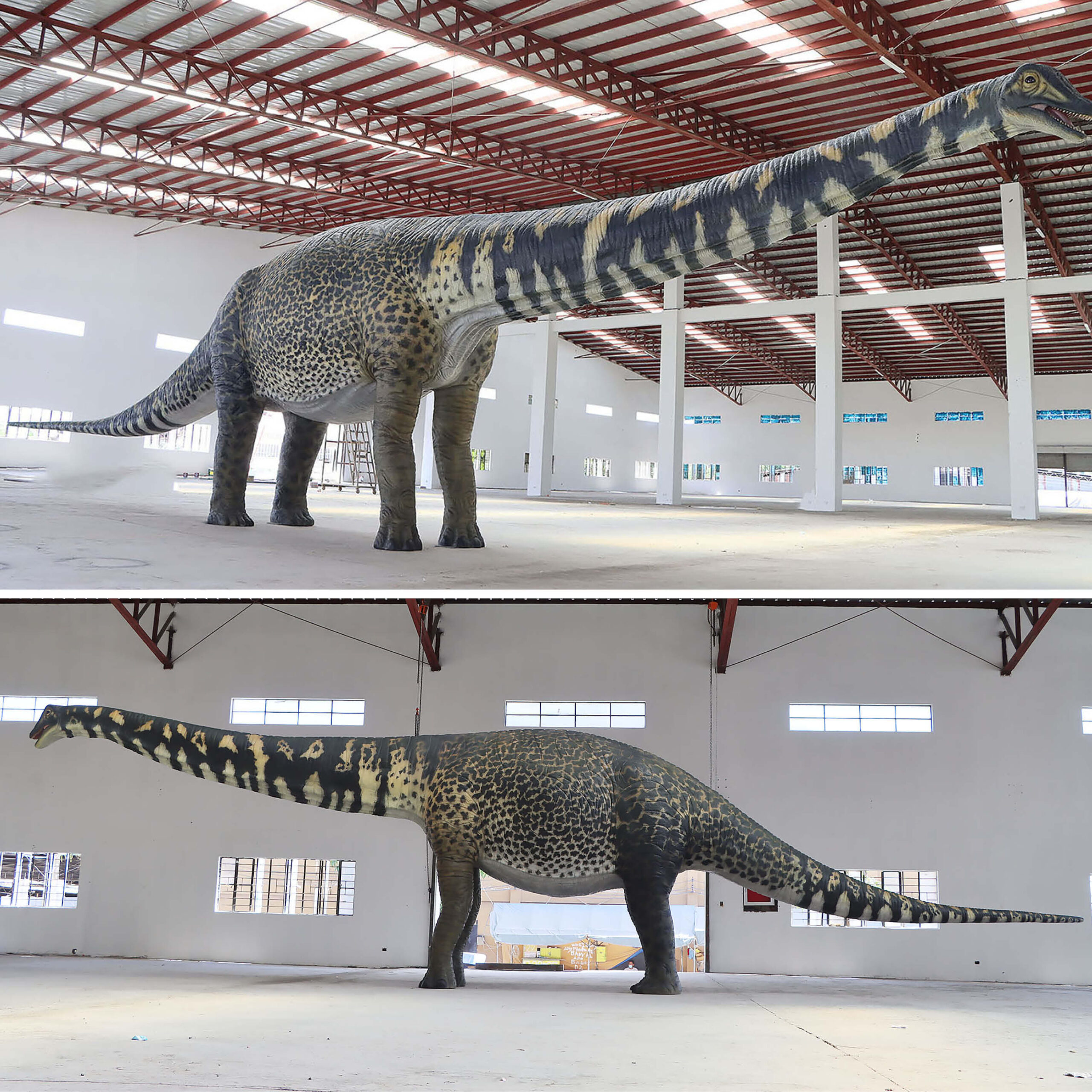 Natureworks Australia Australotitan-cooperensis-210199-showing entire dinosaur side and angle view-210199-Giant dinosaur
