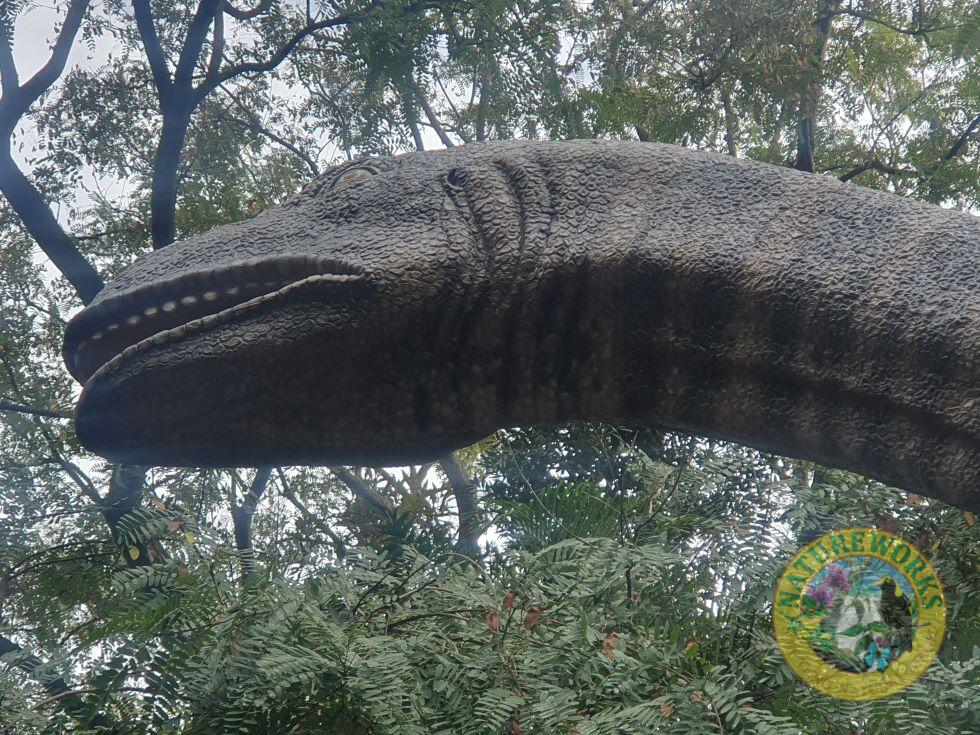 Natureworks Australia Rhoetosaurus Brownei Dinosaur 13m long - Image 14