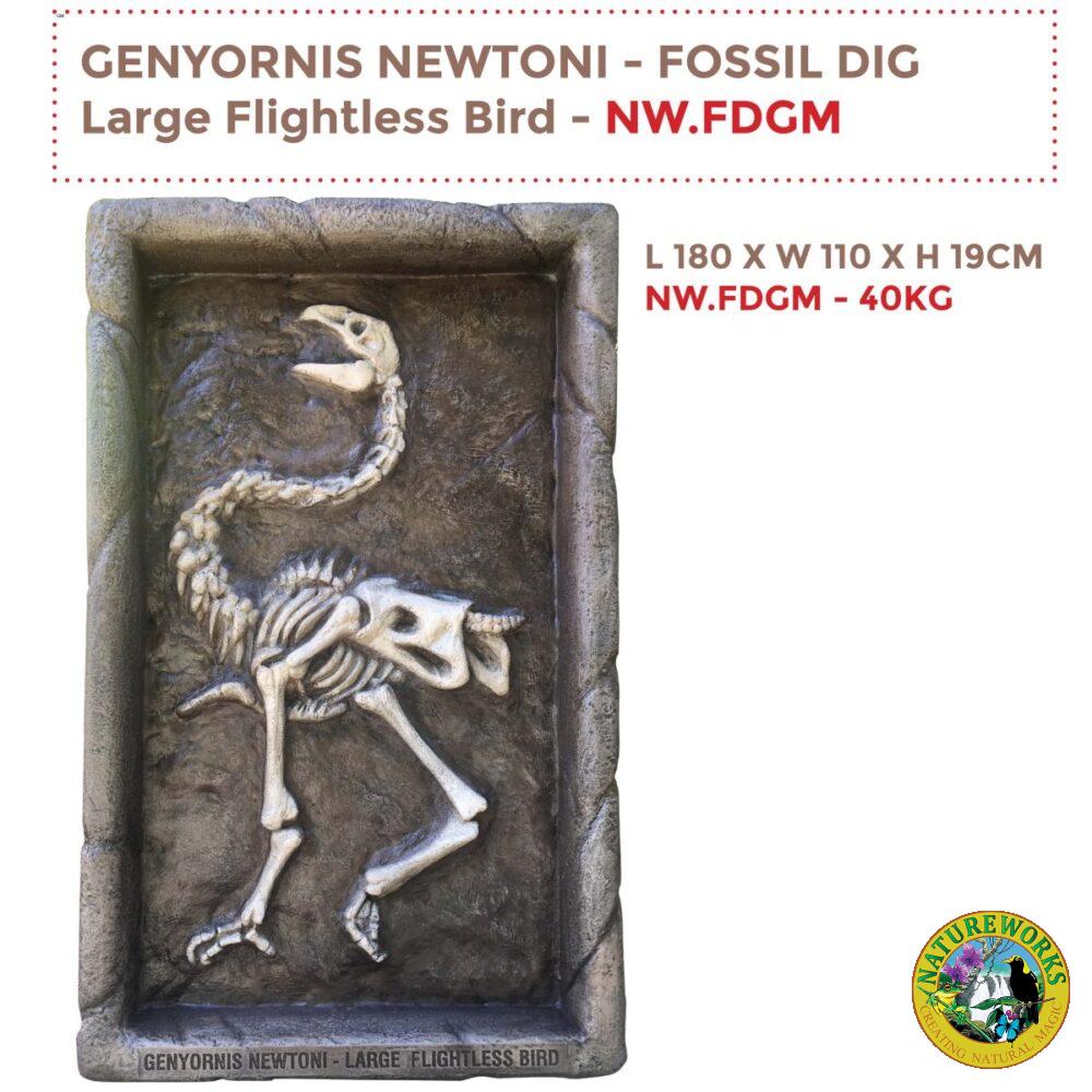 Genyornis Newtoni - Australian large flightless bird Fossil dig