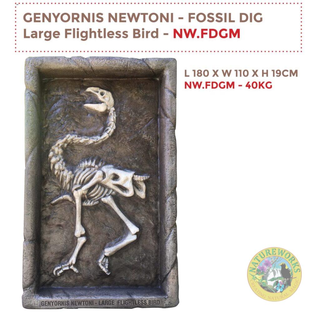 Genyornis Newtoni - Australian large flightless bird Fossil dig