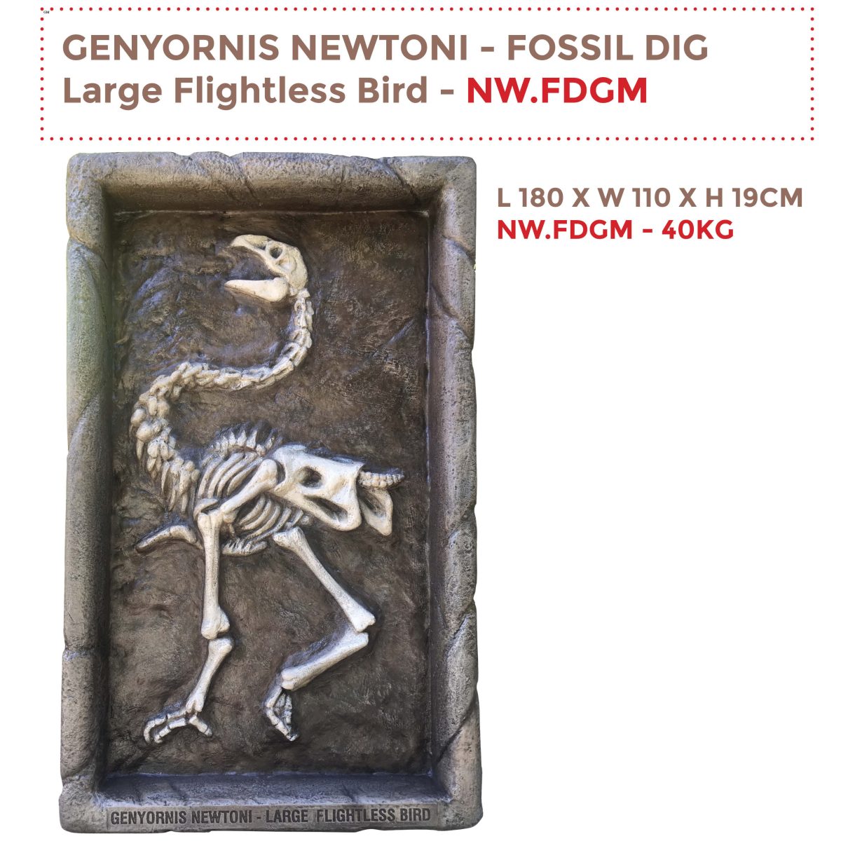 Natureworks Australia Genyornis Newtoni - Australian large flightless bird Fossil dig