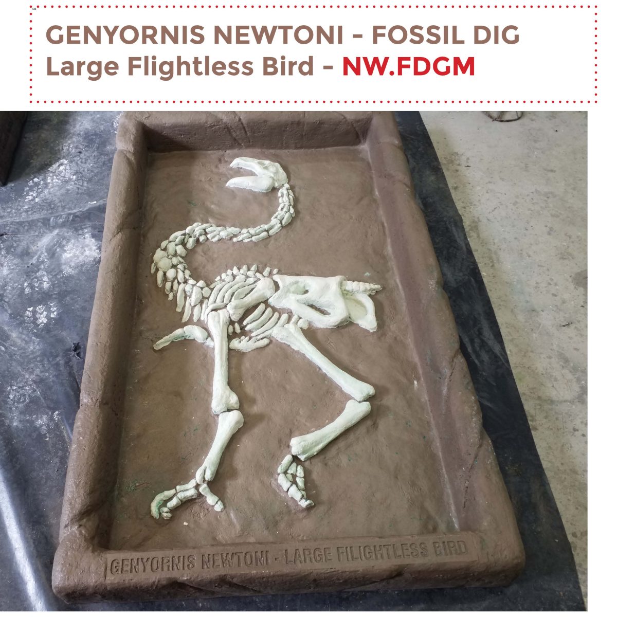 Natureworks Australia Genyornis Newtoni - Australian large flightless bird Fossil dig