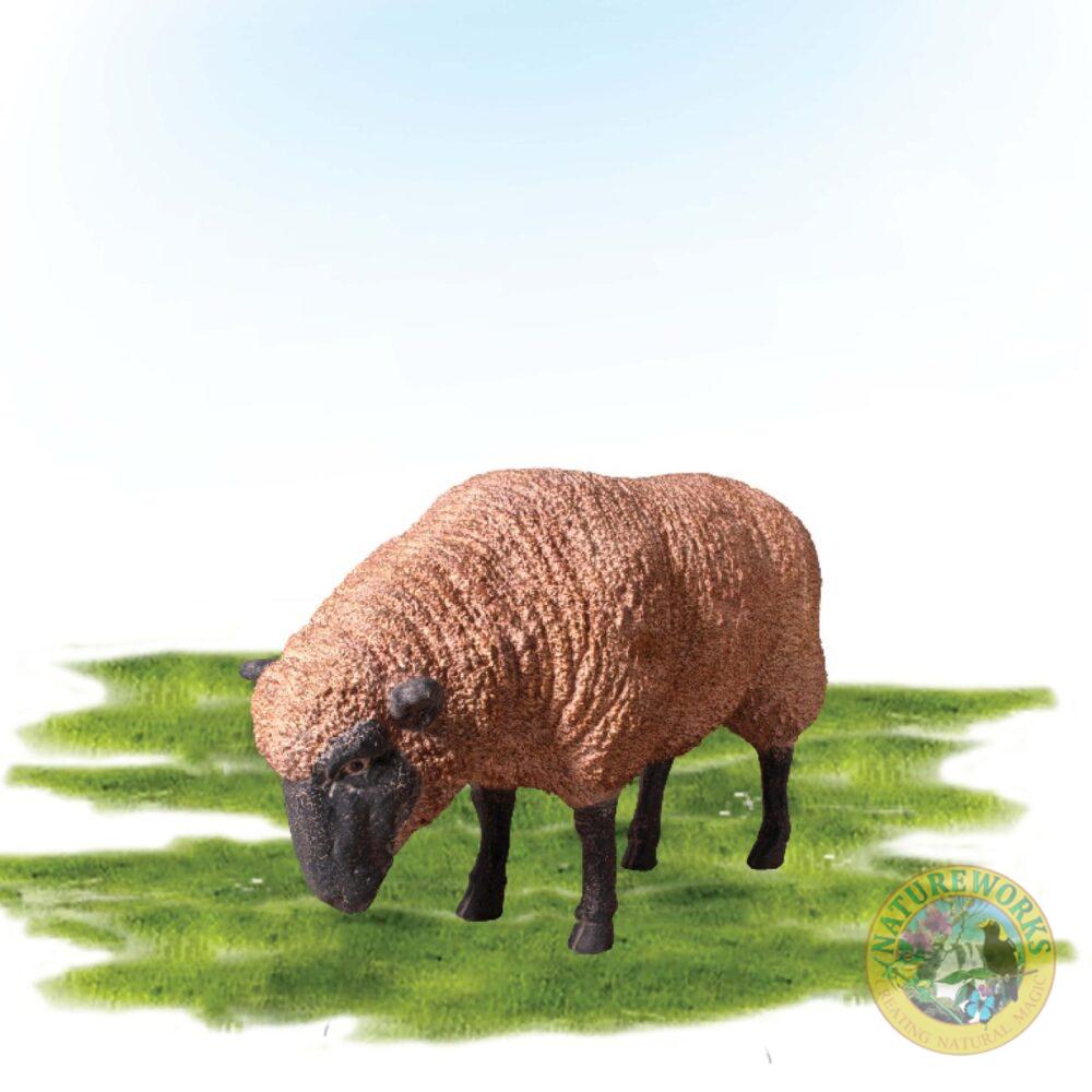 Merino Ew grazing adult with Black legs and cream merino wool