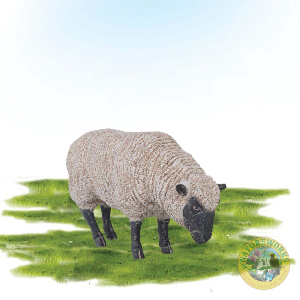 Merino adult Ewe - Grazing with black face and legs