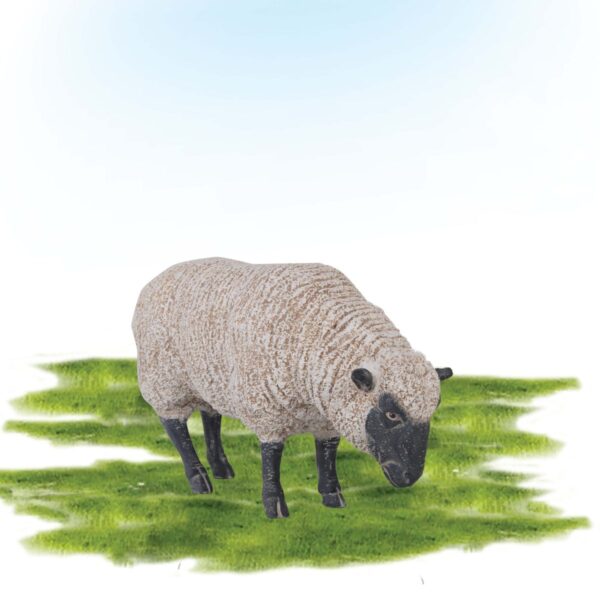 Merino adult Ewe - Grazing with black face and legs
