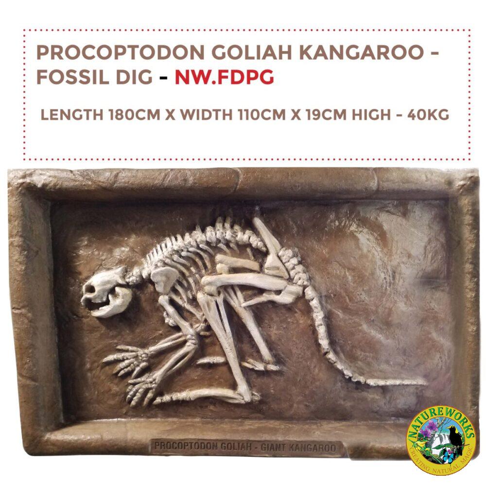 Procoptodon Goliah - Giant Short nosed Kangroo - Australian megafuana fossil dig