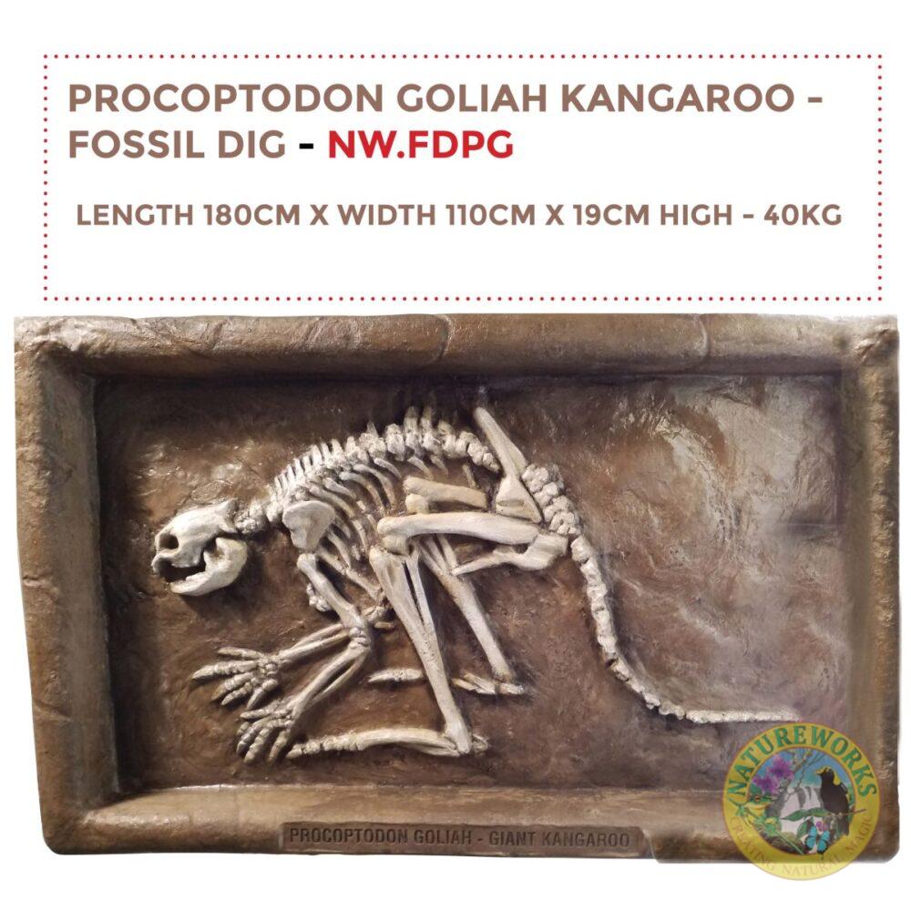 Natureworks Australia Procoptodon Goliah - Giant Short nosed Kangroo - Australian megafuana fossil dig