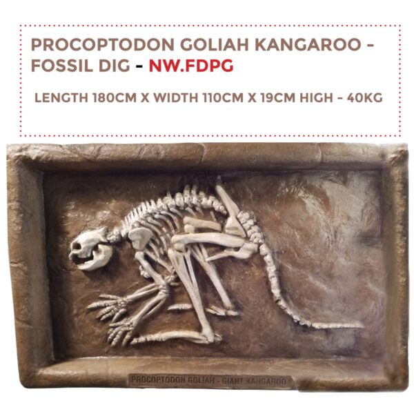 Procoptodon Goliah - Giant Short nosed Kangroo - Australian megafuana fossil dig