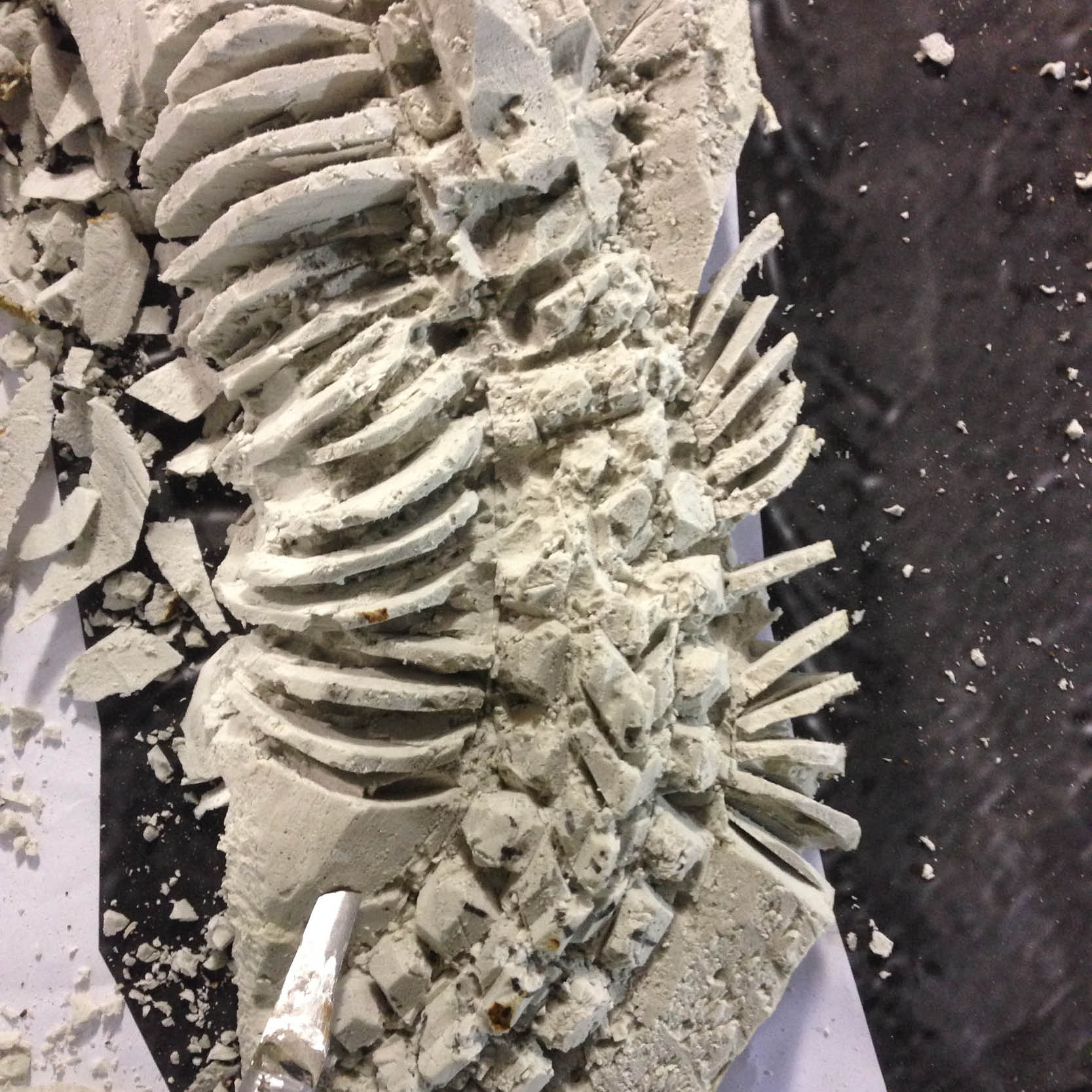 Natureworks Australia Procoptodon golia - Megafauna kangaroo fossil dig - in production - NW.FDPG-- close up details