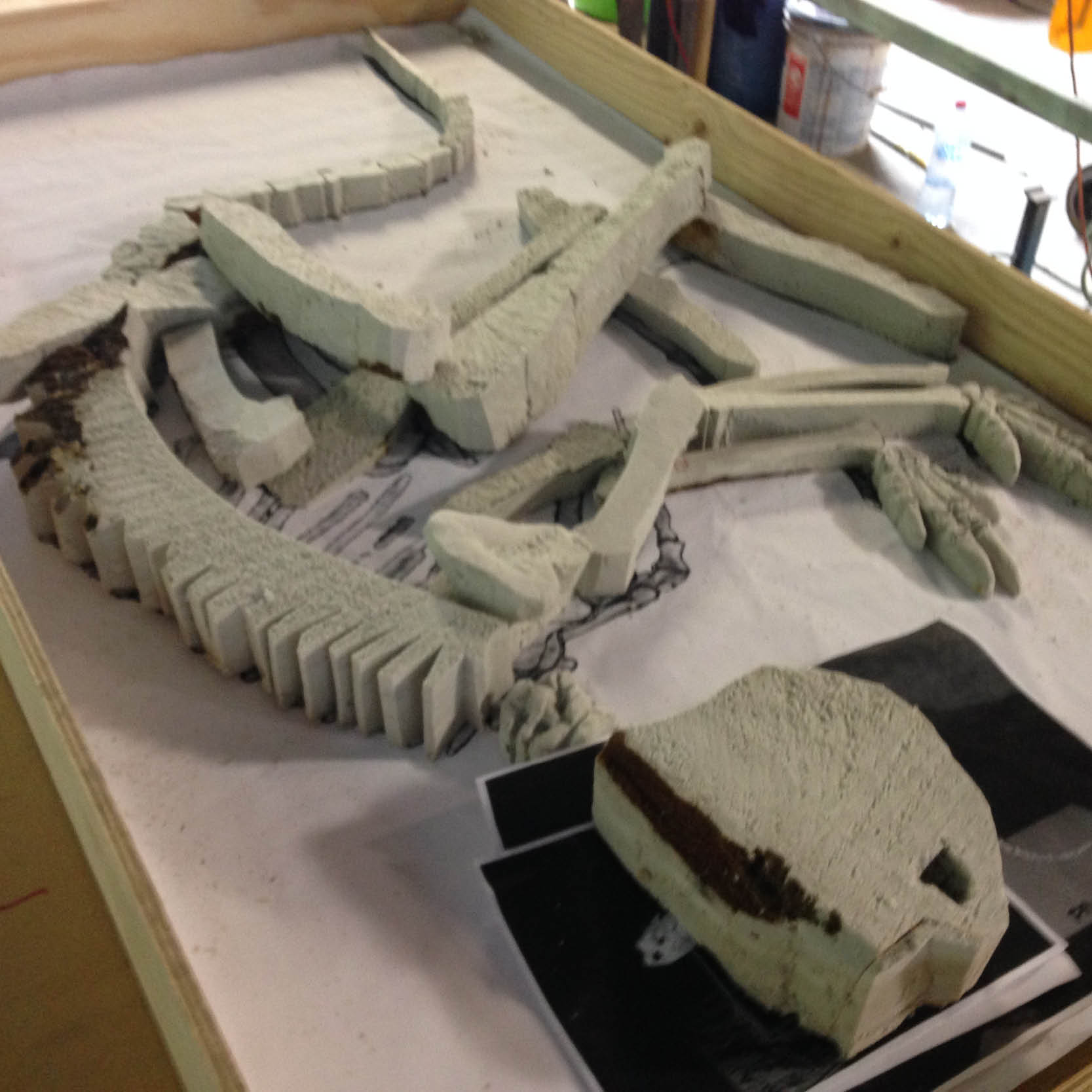 Natureworks Australia Procoptodon golia - Megafauna kangaroo fossil dig - in production - NW.FDPG--showing layout