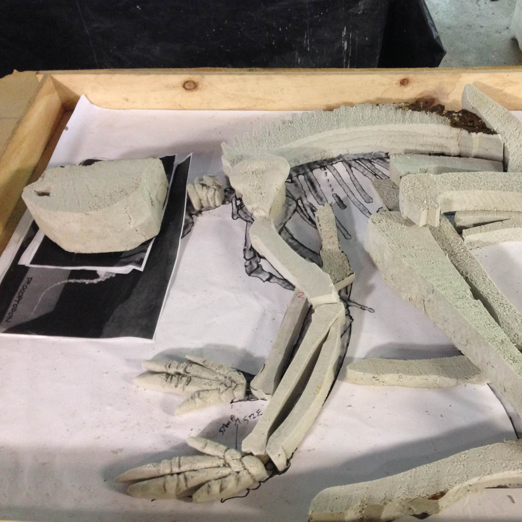 Natureworks Australia Procoptodon golia - Megafauna kangaroo fossil dig - in production - NW.FDPG-