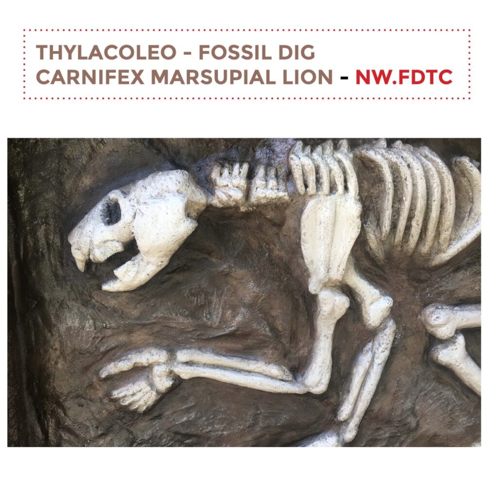 Thylacoleo - Fossil Dig showing close up photo of bones