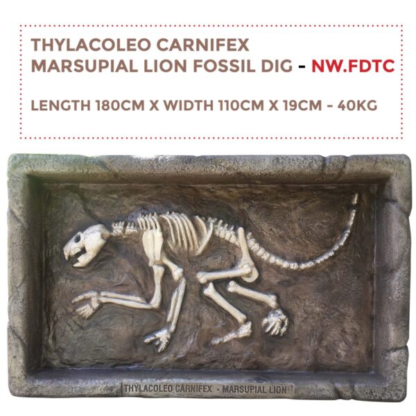 Thylacoleo – Fossil Dig - NW.FDTC- WITH SIZES