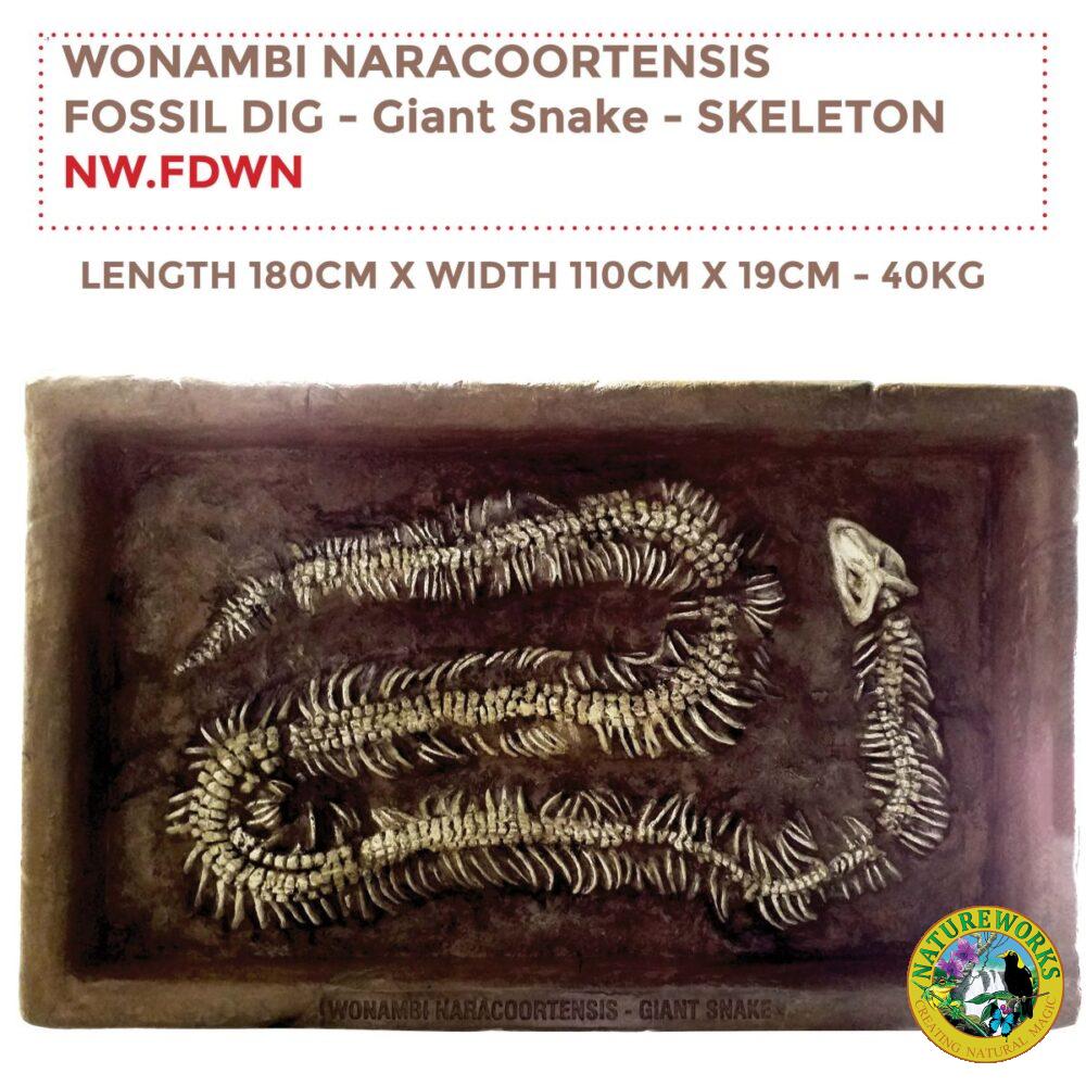 Wonambi Naracoortensis - Giant Snake Fossil Dig