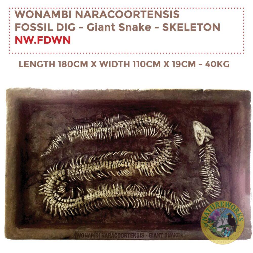 Wonambi Naracoortensis - Giant Snake Fossil Dig