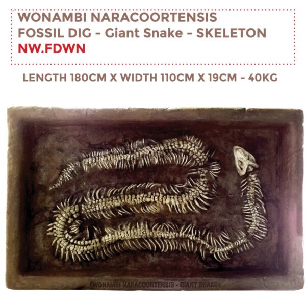 Wonambi Naracoortensis - Giant Snake Fossil Dig