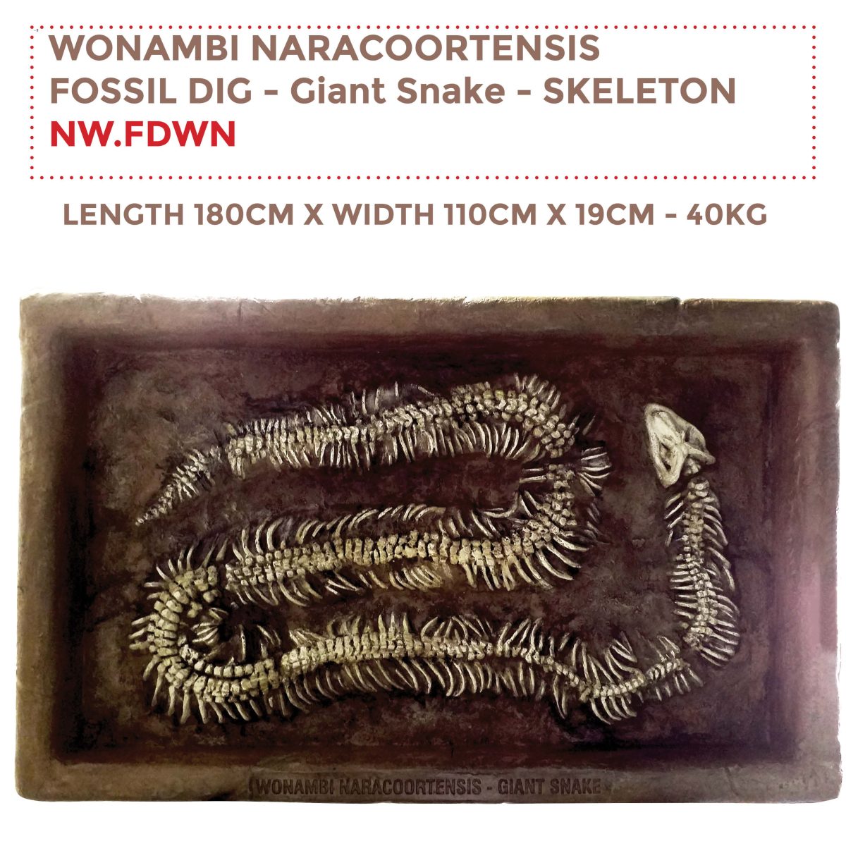 Natureworks Australia Wonambi Naracoortensis - Giant Snake Fossil Dig