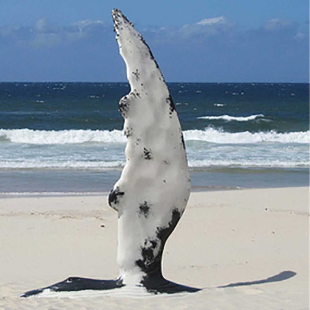 Humpback Whale Fin - shown with base burried in sand with beach in the background