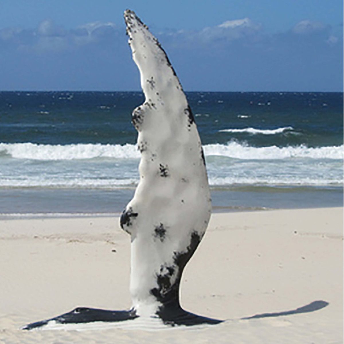 Natureworks Australia Humpback Whale Fin - shown with base burried in sand with beach in the background