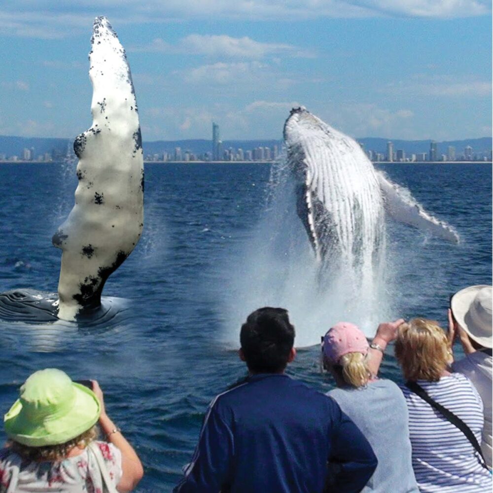 Humpback Whale fin - mockup in water with people watching