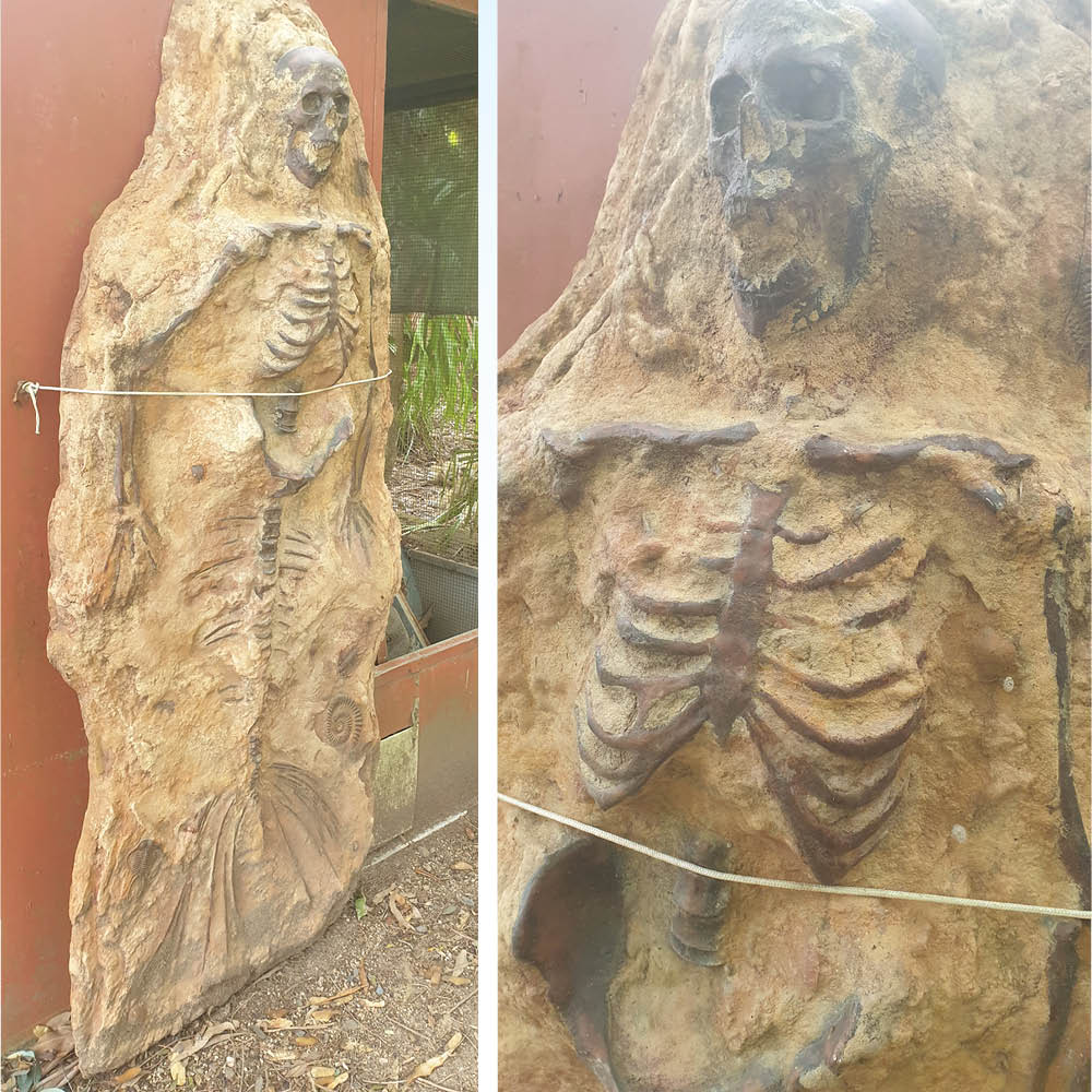 Natureworks Australia Mermaid Fossil Skeleton - Image 7