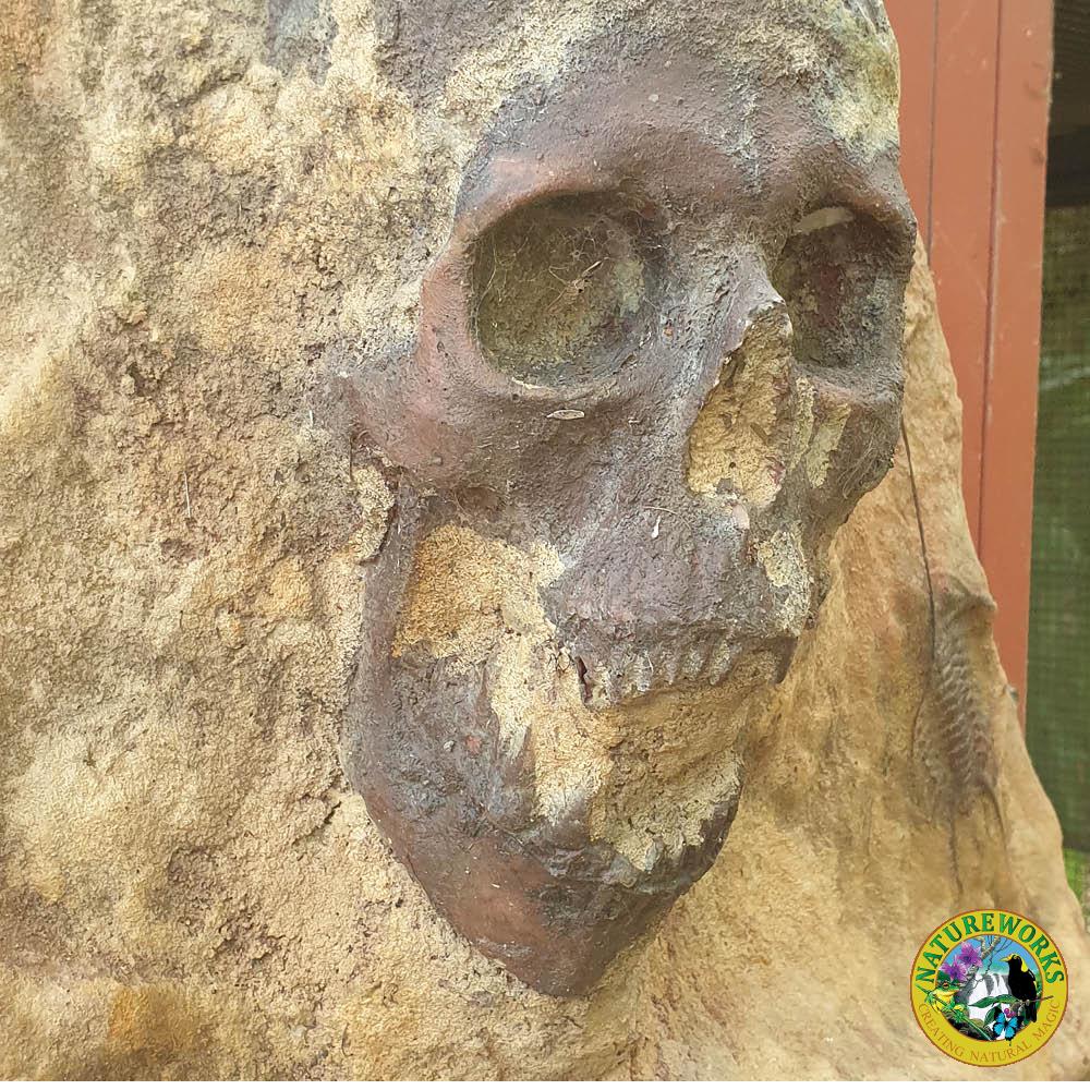 Mermaid Fossil Skeleton- showing close up of skull