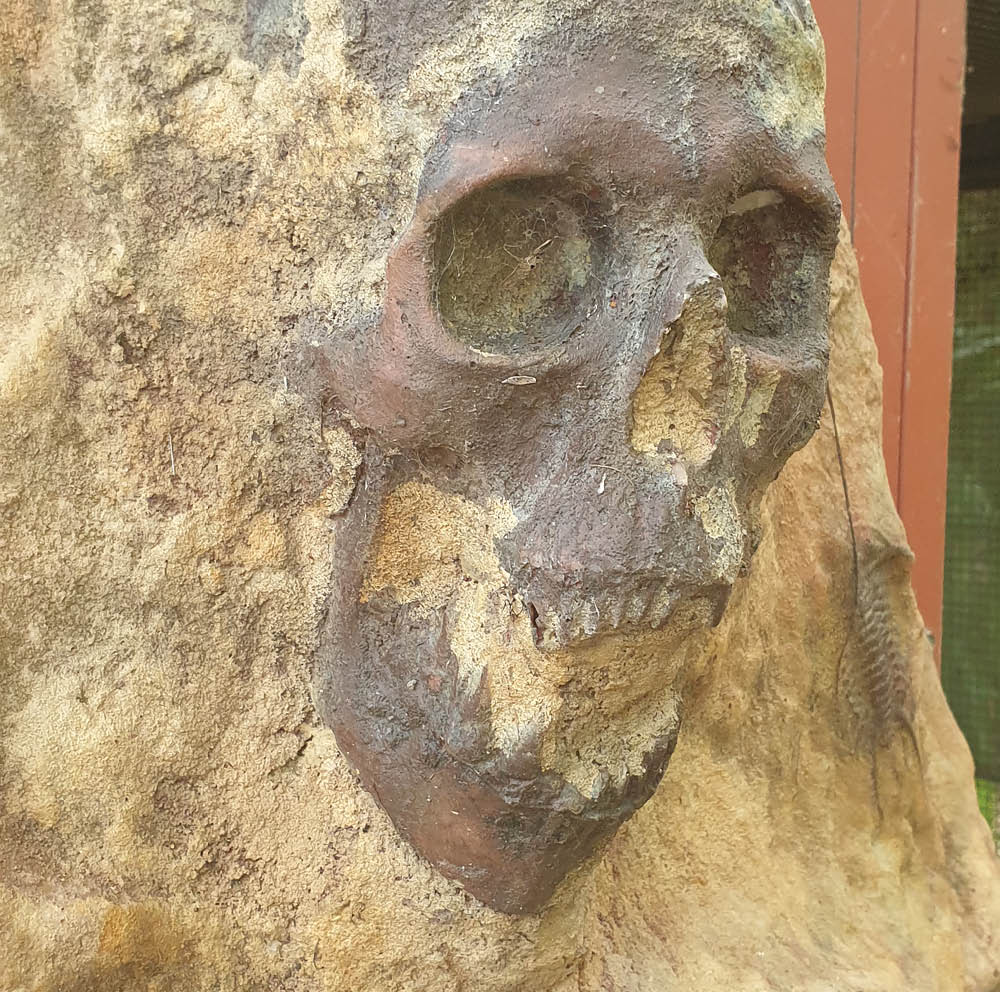 Mermaid Fossil Skeleton- showing close up of skull