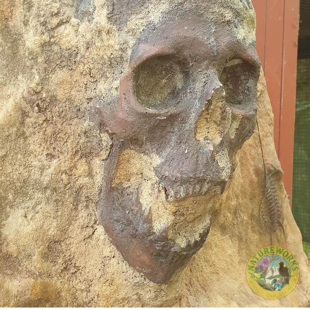 Mermaid Fossil Skeleton- showing close up of skull