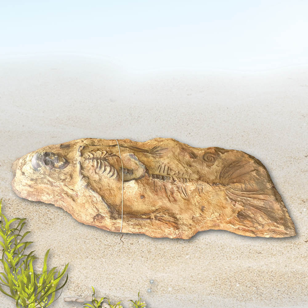 Natureworks Australia Mermaid Fossil Skeleton - Image 8