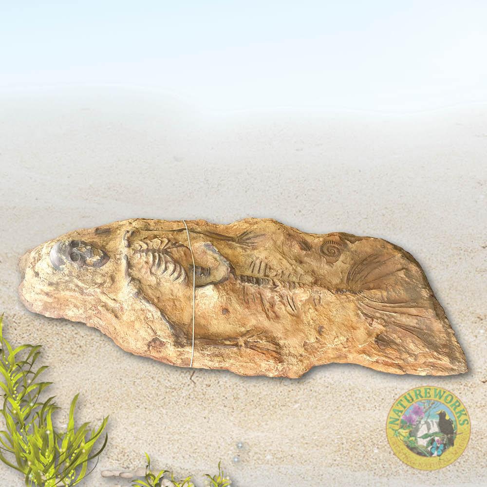 Natureworks Australia Mermaid Fossil Skeleton - Image 8
