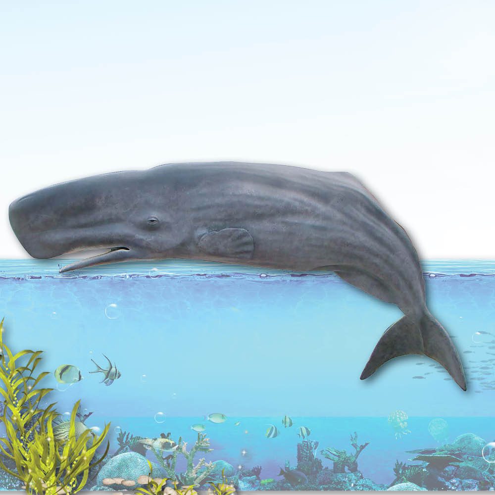 Natureworks Australia Sperm Whale - Image 2