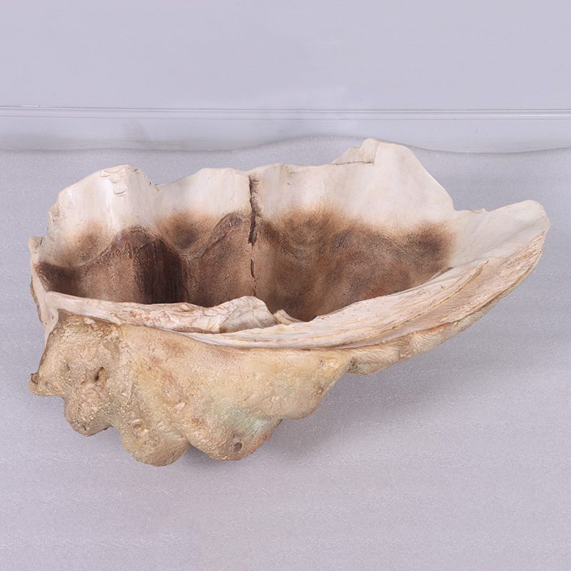 Natureworks Australia Clam Shell - Giant - 230049 - authentic replica made with fibreglass.