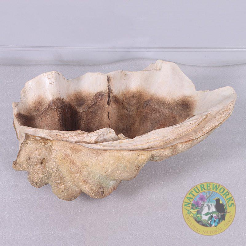 Natureworks Australia Clam Shell - Giant - 230049 - authentic replica made with fibreglass.