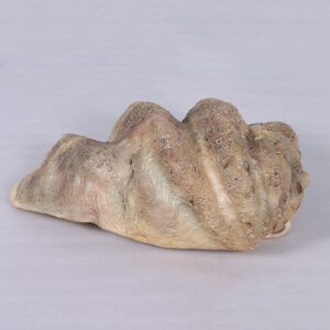 Natureworks Australia Clam Shell - Giant - 230049 - authentic replica made with fibreglass. - rear view