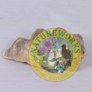 Natureworks Australia Clam Shell - Giant - 230049 - authentic replica made with fibreglass. - rear view