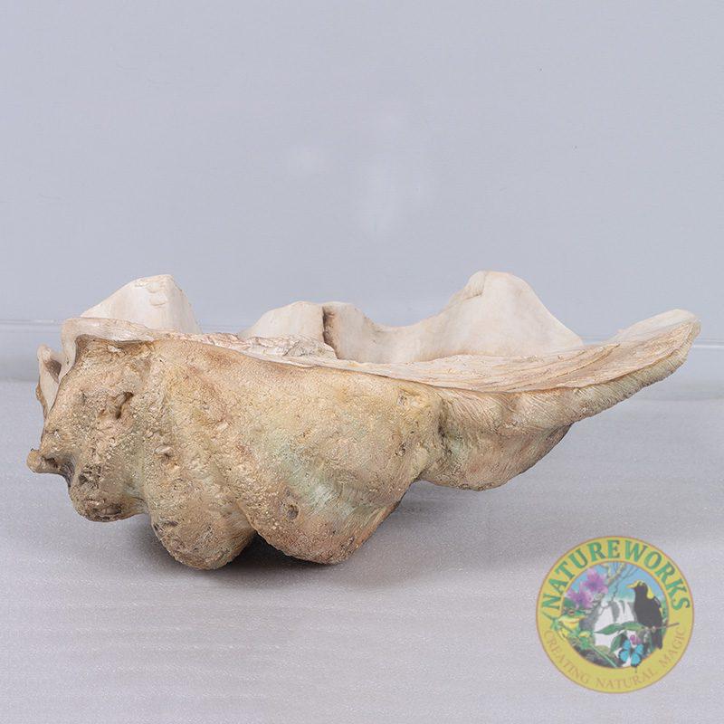Natureworks Australia Clam Shell - Giant - 230049 - authentic replica made with fibreglass.