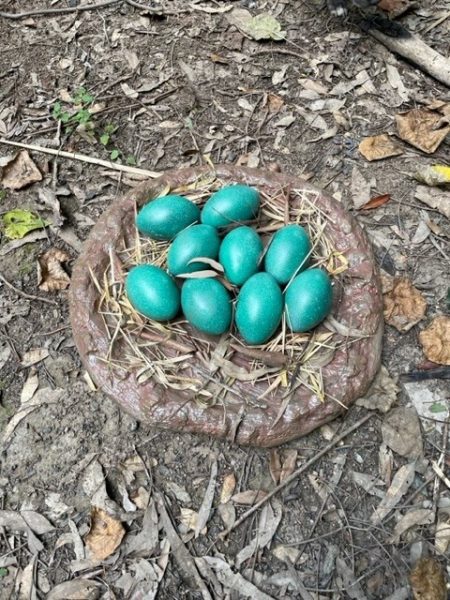 Emu nest with 9 blue emu eggs - make of fibreglass - hand painted