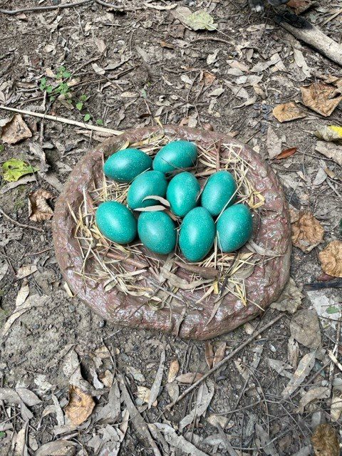Natureworks Australia Emu nest with 9 blue emu eggs - make of fibreglass - hand painted