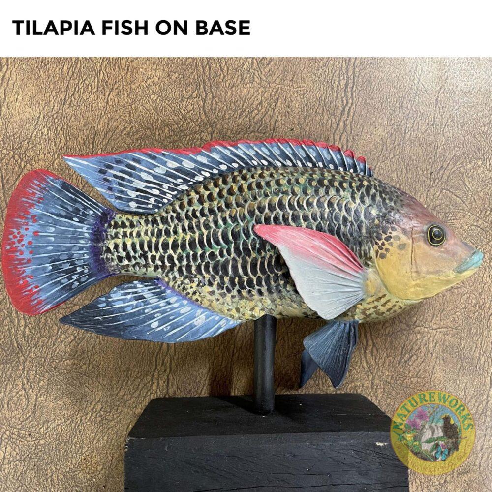 Natureworks Australia Tilapia Fish on Base - Side View