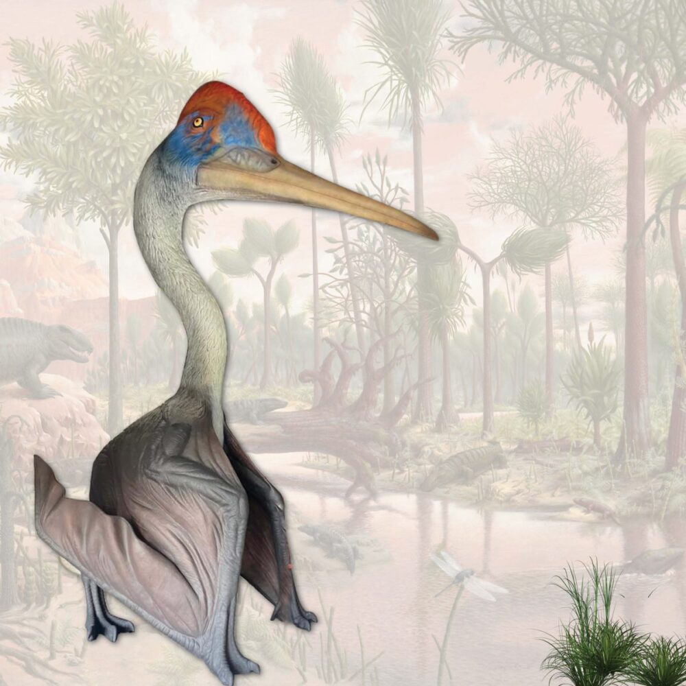 Quetzalocatlus winged dinosaur - 230089 - 6m high